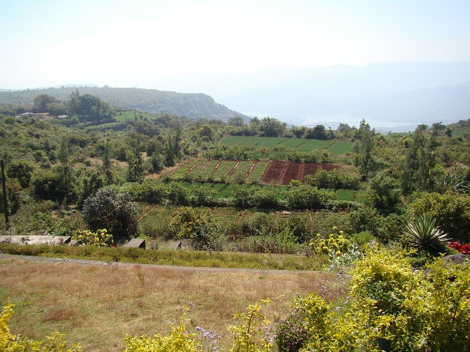 DSC02009.JPG - Strawberry farms and Koyna backwater view as seen from Puja Farm