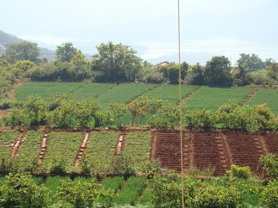 DSC02040.JPG - Strawberry farms - There is huge area near and about Puja Farm owned by Kisan Baburao Jadhav, Owner of Puja Farm