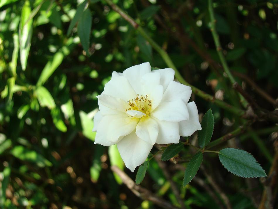 DSC02045.JPG - Rose..