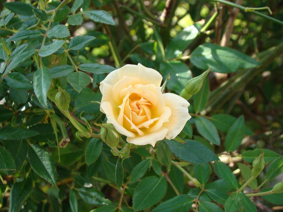DSC02049.JPG - ...another rose in the campus...Eesha clicked this snap