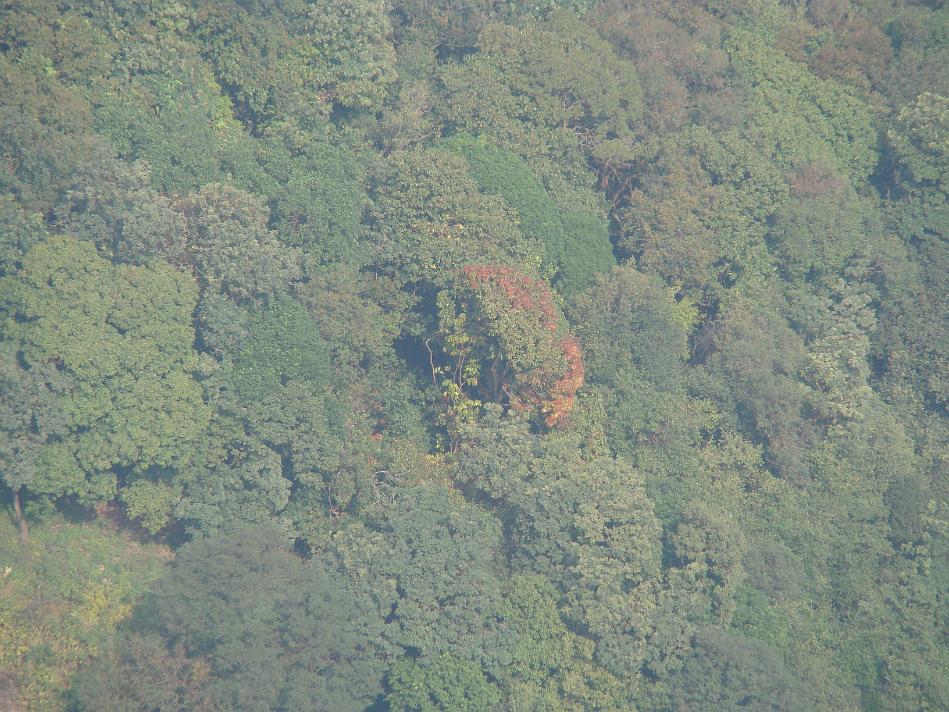 DSC02123.JPG - Autum like colors on a tree as seen from Arthur seat