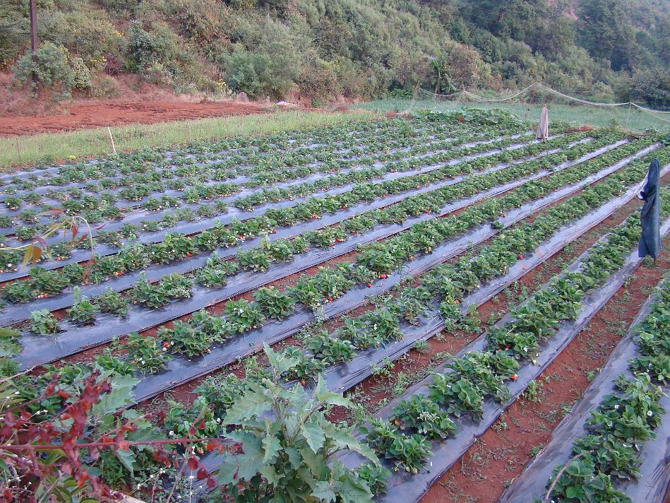 DSC02142.JPG - Strawberries..they were really yummy in taste. The rate was 180-200 per kg. This rate comes down to 40/kg at the end of season in April/May when they are available in plenty