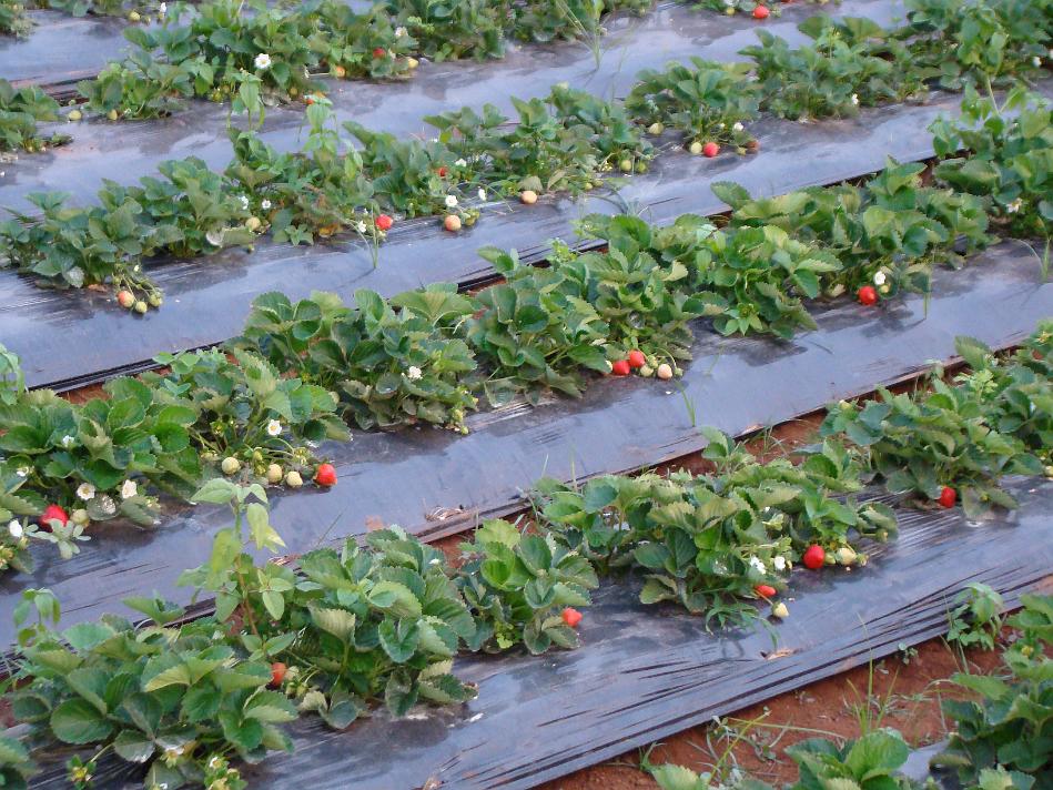 DSC02143.JPG - Closeup of strawberries