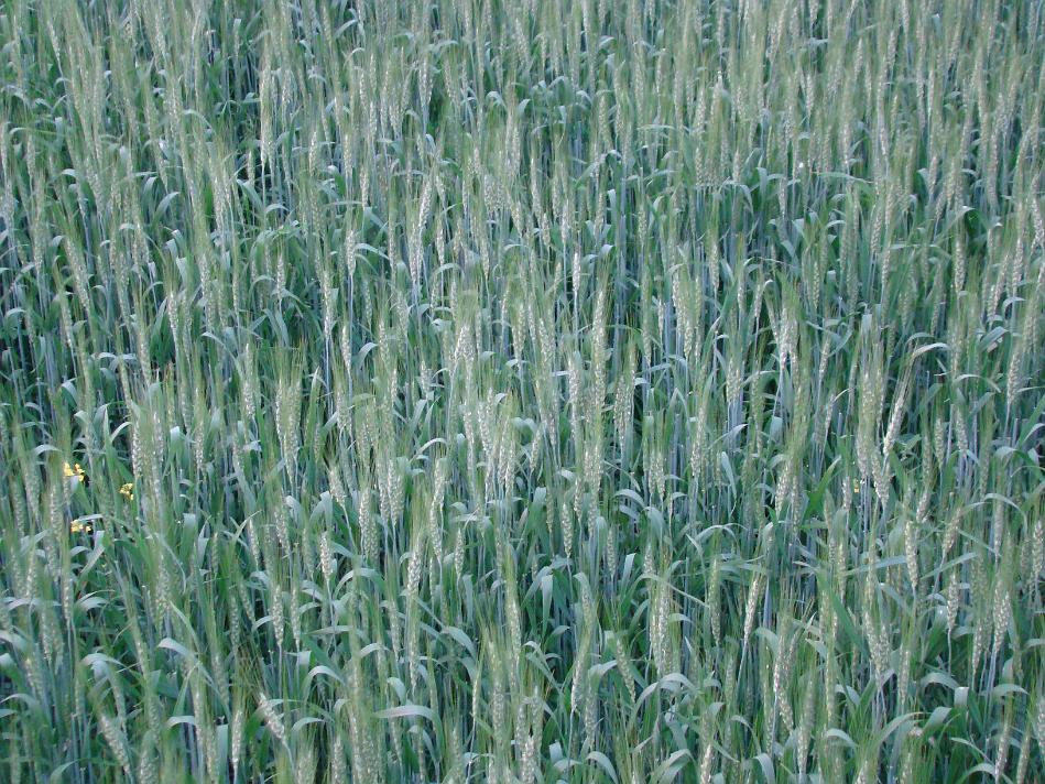 DSC02147.JPG - Closeup of wheat. It would be ready for harvesting in couple more months
