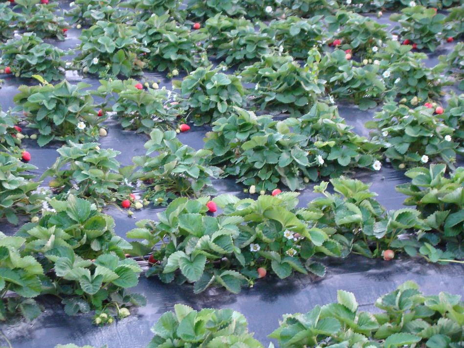 DSC02149.JPG - Yet another snap of strawberry farm. Notice while flowers of strawberry?