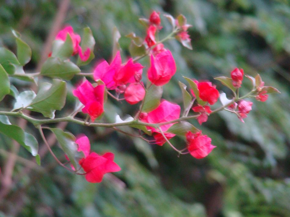 DSC02161.JPG - Boganvillia inside compound of bunglow - Eesha went happily clicking